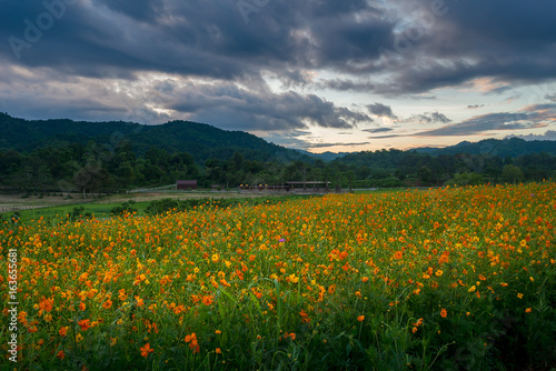 Flower field during beautiful sunset © srongkrod