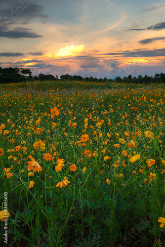 Flower field during beautiful sunset