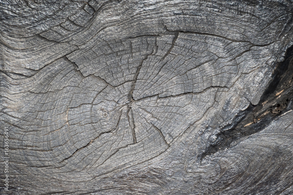 Fototapeta premium Wooden texture, wooden background.