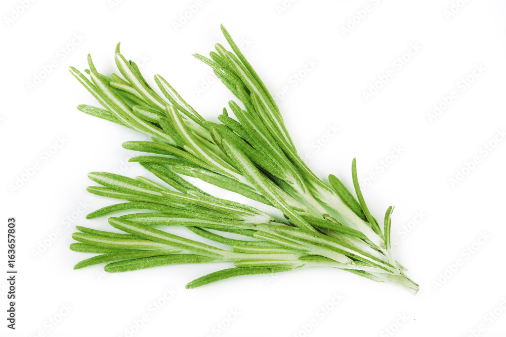 Fototapeta premium rosemary isolated