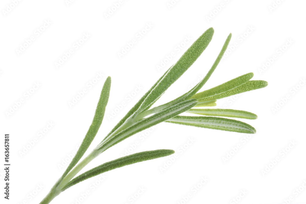 rosemary isolated rosemary isolated