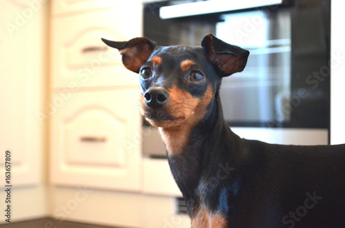 Fotografie German dog breed - Miniature dwarf pinscher dog pet