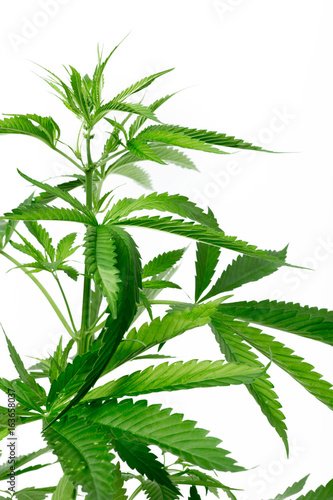 cannabis marijuana plant detail