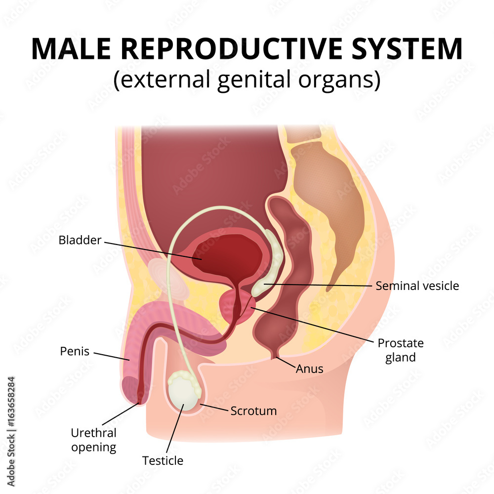 Obraz premium Male reproductive system