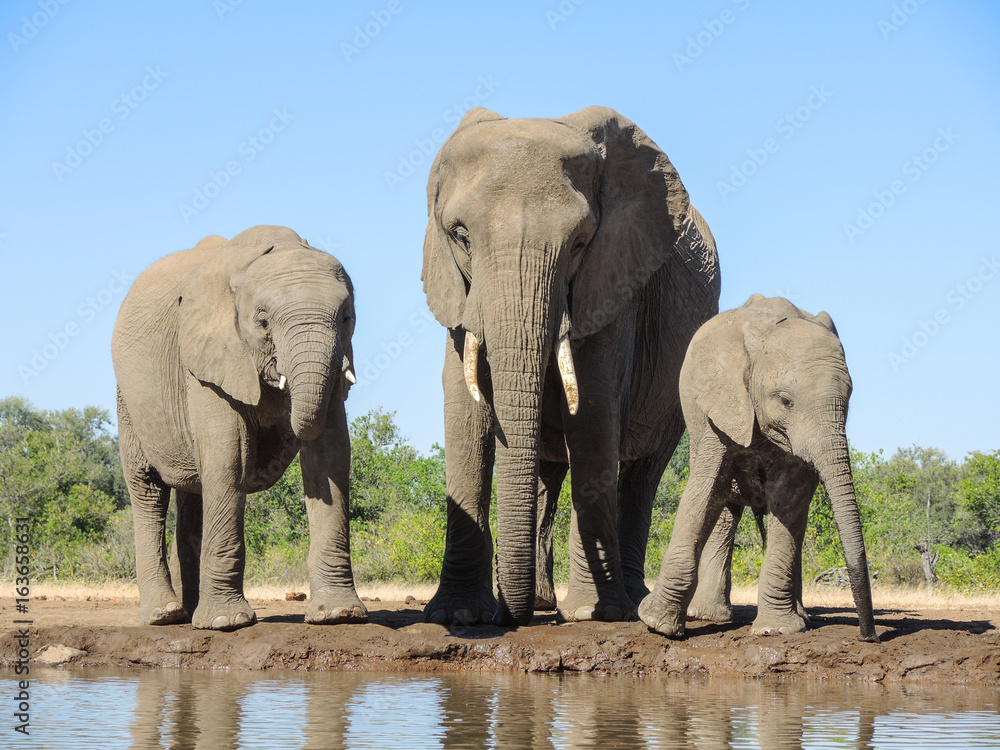 Fototapeta premium Elefant