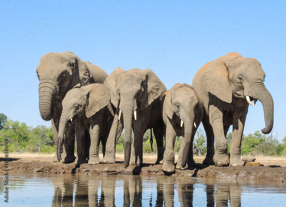 Obraz premium Elefant