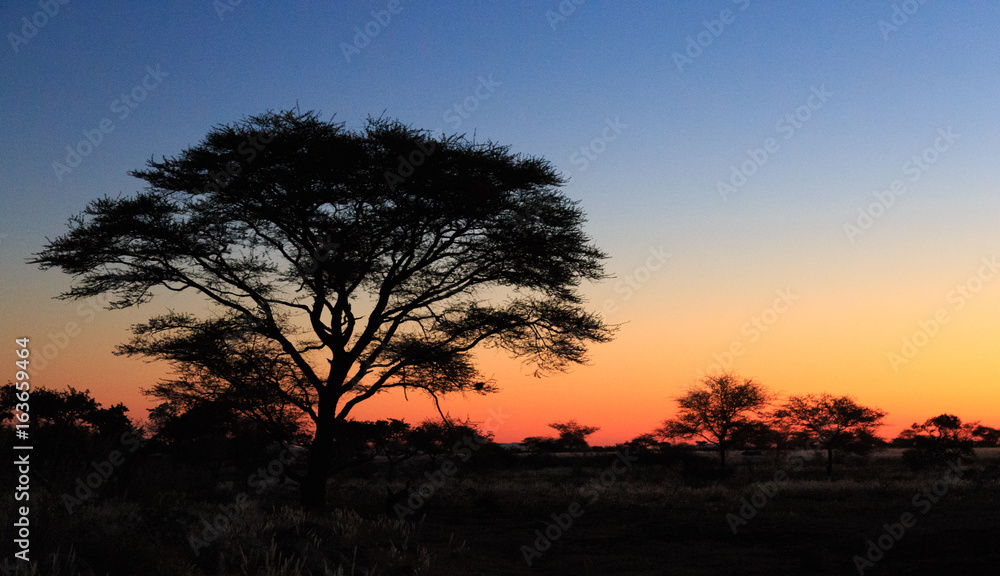 Tree silhouette at sunset at african savanna landscape. Namibia, South of Africa.