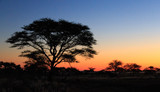 Tree silhouette at sunset at african savanna landscape. Namibia, South of Africa.