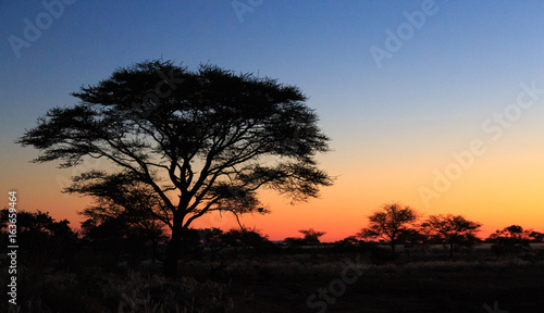 Tree silhouette at sunset at african savanna landscape. Namibia, South of Africa. © Guilherme