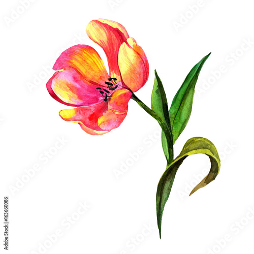 Wildflower tulip flower in a watercolor style isolated. Full name of the plant  tulip. Aquarelle wild flower for background  texture  wrapper pattern  frame or border.