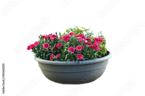 Isolated flower in pot