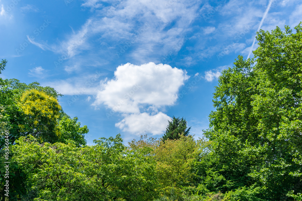 Blick auf grüne Bäume vor blauem Himmel 