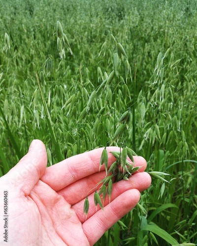 Green unripe oatmeal grain on field at closeup of male caucasian hand of farmer