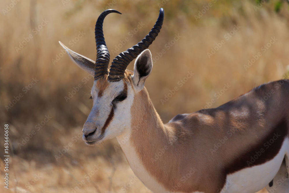 Naklejka premium Springbok