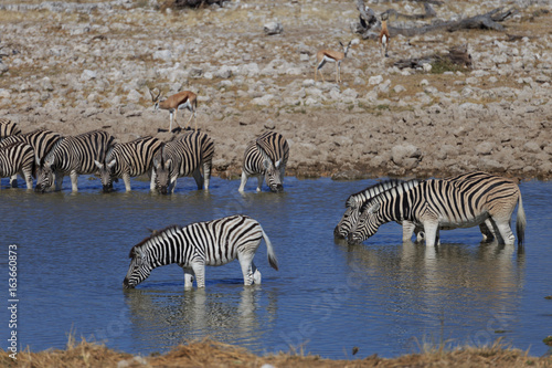 Zebras drinking water at waterhole  Etosha National Park  Namibia