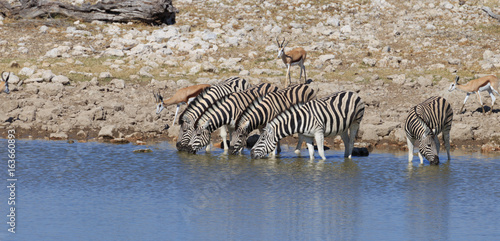 Zebras drinking water at waterhole  Etosha National Park  Namibia