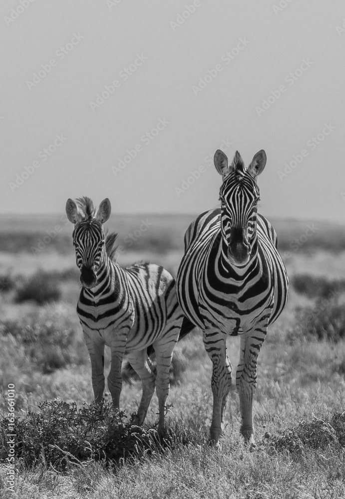 Fototapeta premium Zebras in Etosha national park Namibia, Africa. Black and white picture.