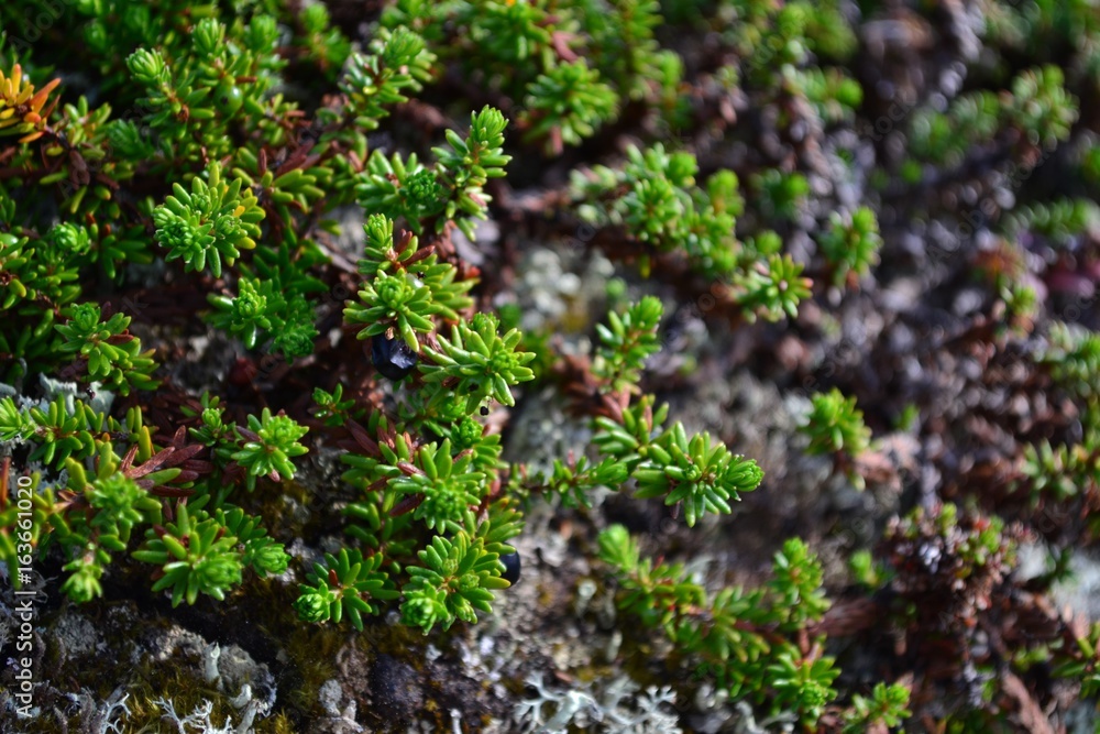 Landscape, Texture, nature,  Clouds,  a rock,  water,  Flowers