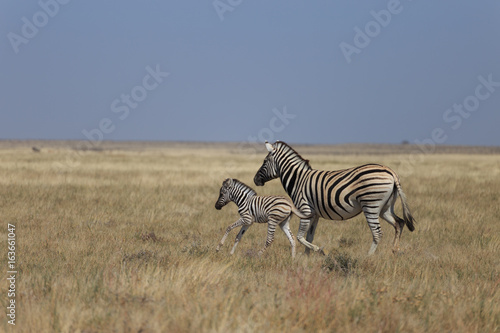 Zebras in Etosha national park Namibia  Africa