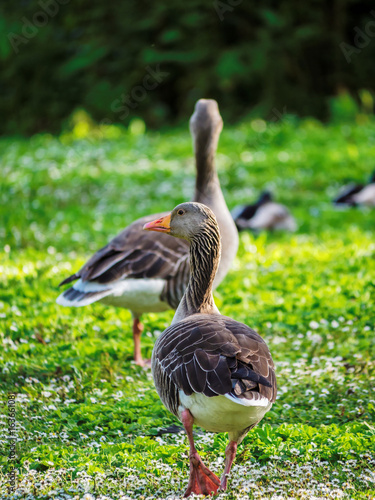 Pink footed geese (Anser brachyrhynchus) near Duddingston Loch, an urban bird sanctuary within a City of Edinburgh boundaries. Edinburgh, Scotland, UK photo