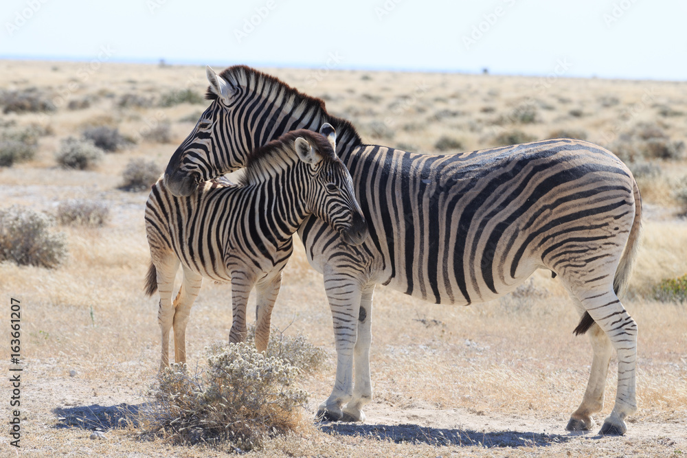 Zebras in Etosha national park Namibia, Africa