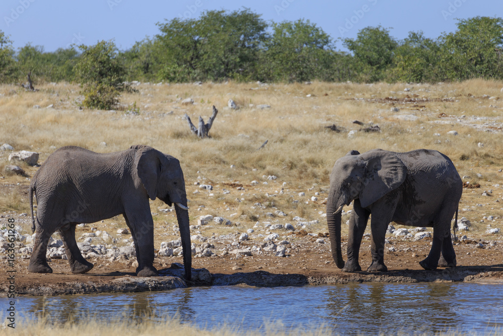 Fototapeta premium Elephants in the savannah of the Etosha national park in Namibia