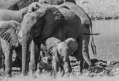 Photography Baby elephant and big elephants in the savannah of the Etosha national park in Namibia