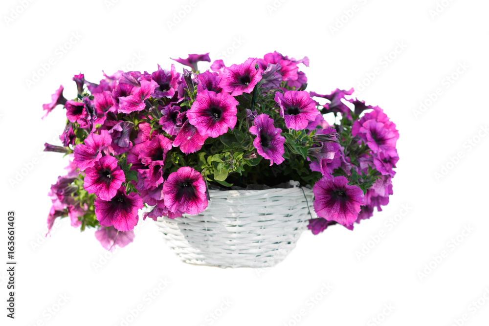 Fototapeta premium Isolated flower in pot