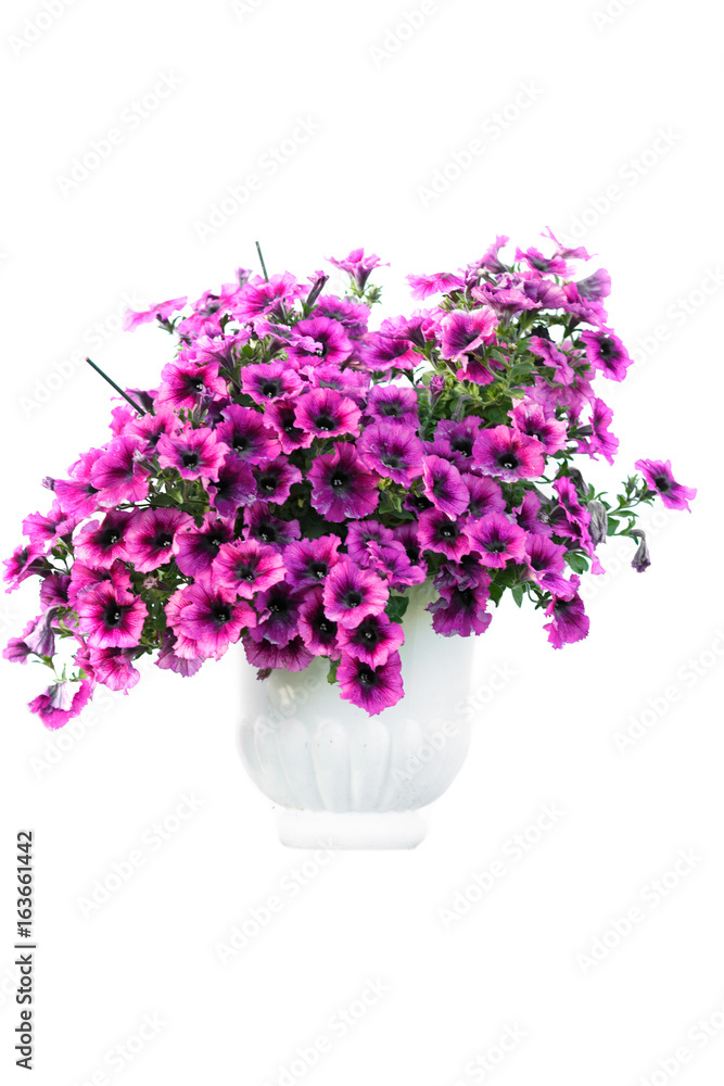 Isolated flower in pot Isolated flower in pot