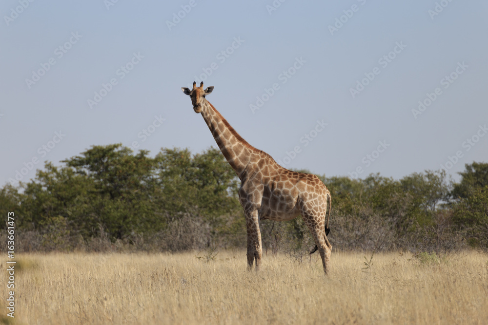 Fototapeta premium Giraffes (Giraffa Camelopardalis) walking over flat open plains. Etosha National Park (Namibia)
