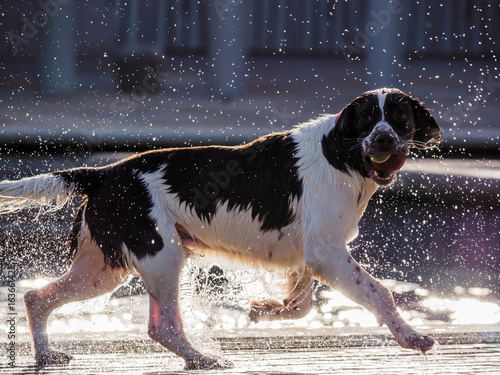 Wet dog with a tennis ball in it's mouth after getting out of a public fountain in front of the Scottish Parliament Building., Edinburgh, Scotland photo