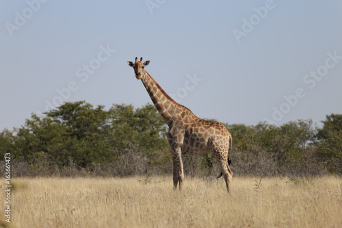 Giraffes  Giraffa Camelopardalis  walking over flat open plains. Etosha National Park  Namibia 
