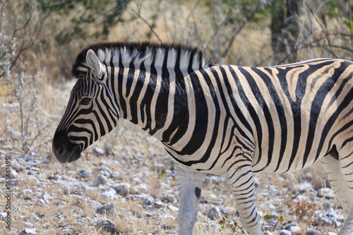 Zebra at Etosha National Park  Namibia  Africa