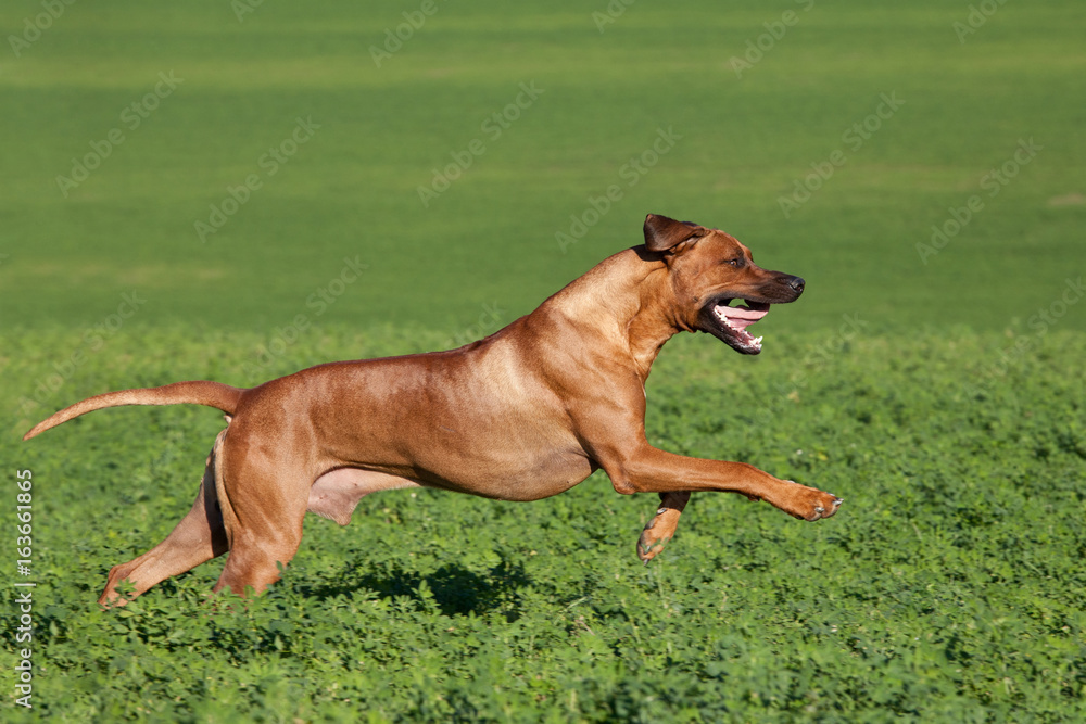 Nice rhodesian ridgeback running on meadow Nice rhodesian ridgeback running on meadow