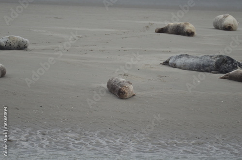 Phoques gris et veau marin à Berckes