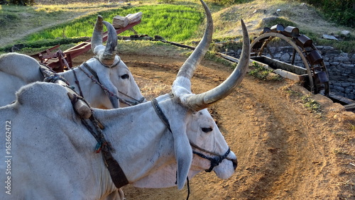 Primer plano de bueyes indios accionando una noria . Cerca de Ranakpur . Rajasthan . India . 