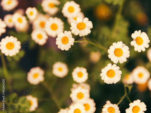 daisies at sunset closeup