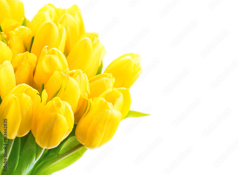 Bouquet of yellow tulips isolated on white background. Valentine's Day and Mother's Day background. Bouquet of yellow tulips isolated on white background. Valentine's Day and Mother's Day background.