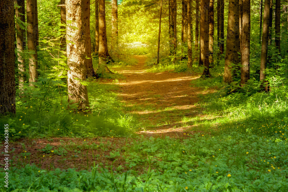 Summer forest landscape. Path in the forest lit by the rays of the sun