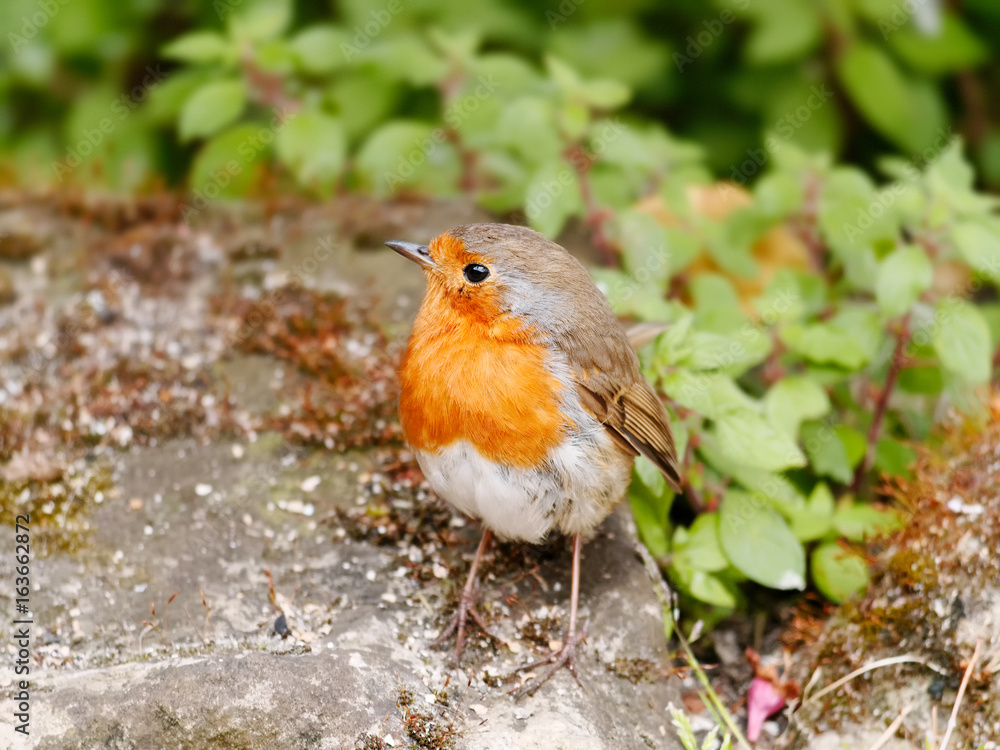 A curious little red robin (Erithacus rubecula) perched on a rock. Scotland, UK A curious little red robin (Erithacus rubecula) perched on a rock. Scotland, UK