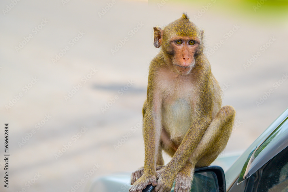 Naklejka premium Thai monkey. monkey in Southeast Asia. Long-Tailed Macaques.