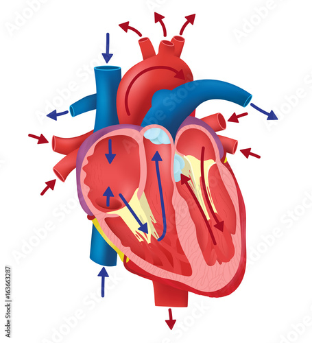 Blood flow through the heart