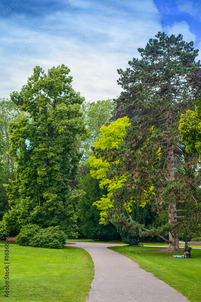 Wooded park with leafy green trees