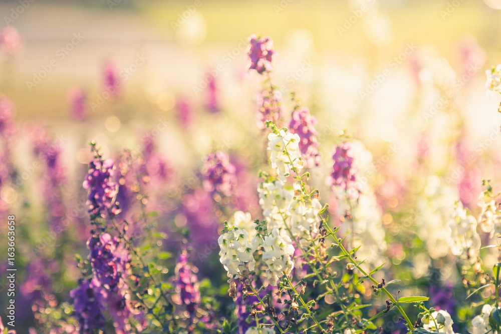 Obraz premium The beautiful flower garden