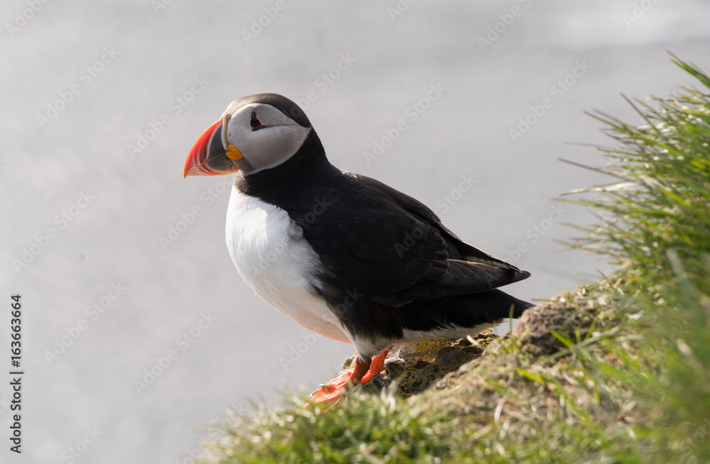 puffin puffin