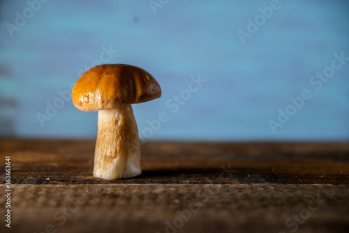 Composition of porcini on wooden background. White edible wild mushrooms. Copy space for your text photo