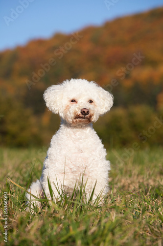 Fototapeta Naklejka Na Ścianę i Meble -  Portrait of nice bichon