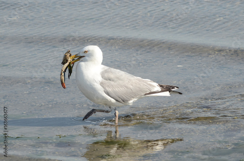 Seashore dinner