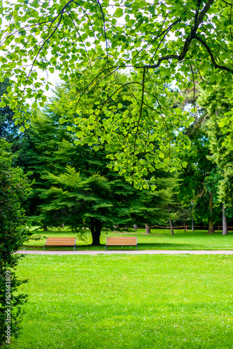 Two empty rustic wooden benches alongside a path or walkway in a tranquil verdant spring park with leafy green trees