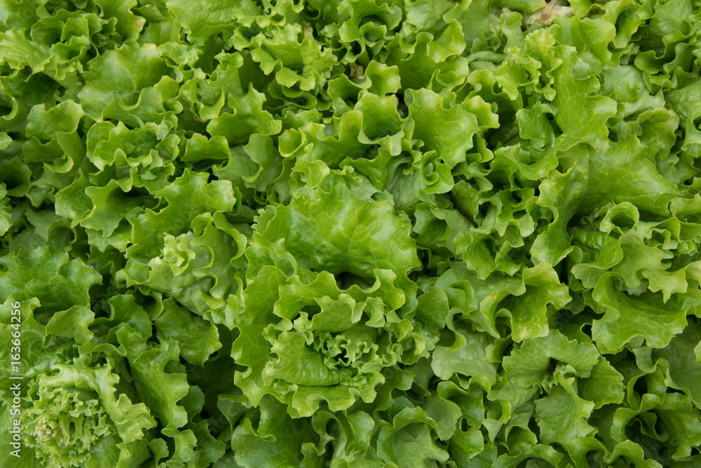 Macro shot of leaves of green lettuce Macro shot of leaves of green lettuce